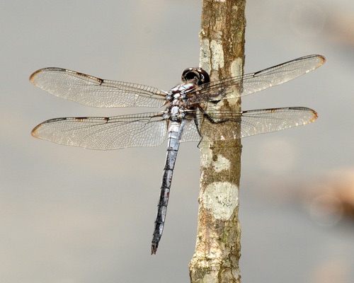 Male
2009_08_01_Floyd